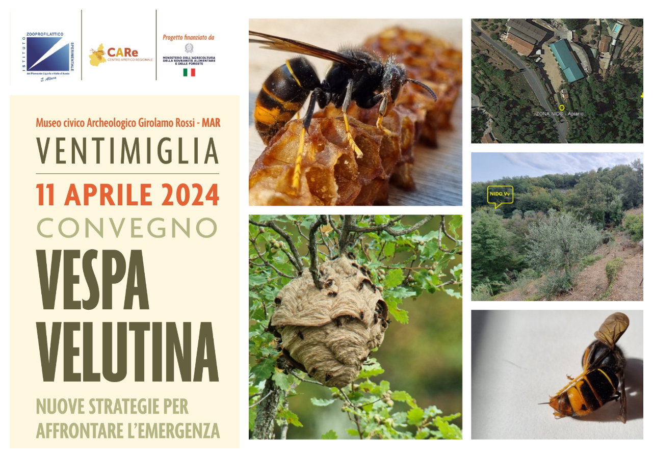 A Ventimiglia l'11 aprile il convegno Vespa velutina, nuove strategie per affrontare l’emergenza