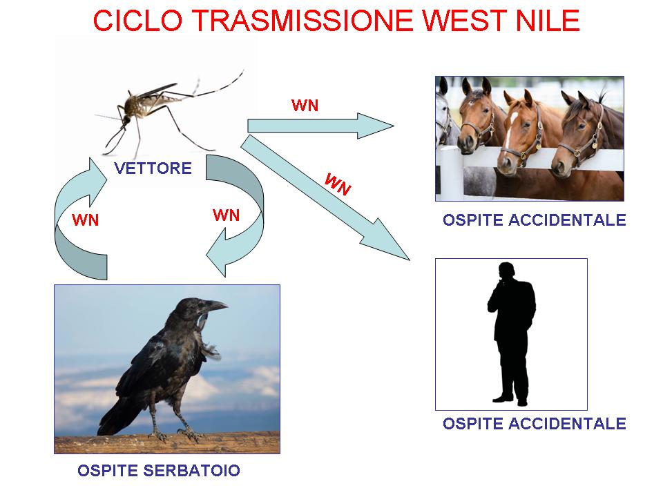 CICLO TRASMISSIONE WEST NILE