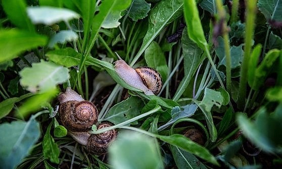 allevamento chiocciole