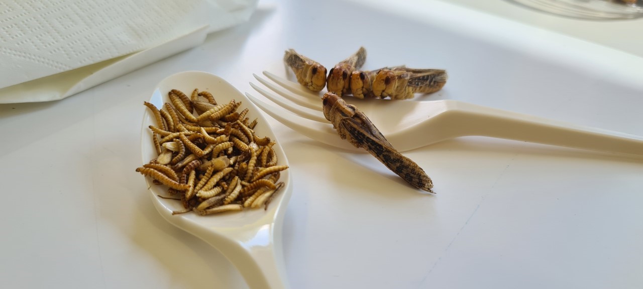 img Novel Feed e Novel Food: percorso legislativo, analitico e nutrizionale nella filiera dei nuovi alimenti zootecnici e a uso umano