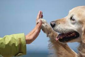 LA SALUTE DEL CANE CO-TERAPEUTA NEGLI IAA