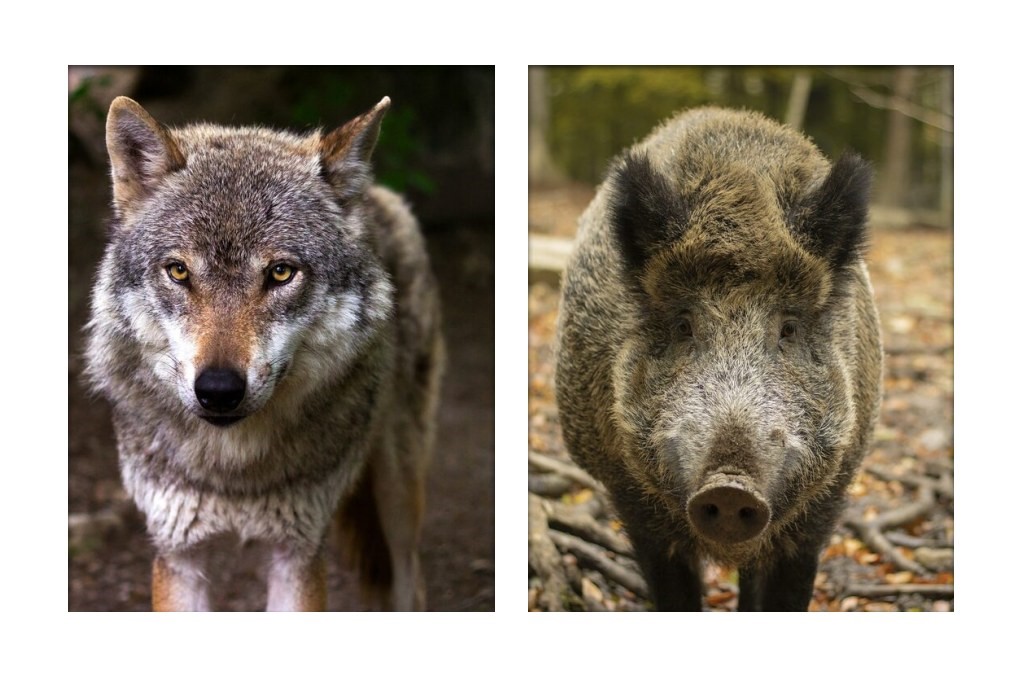 lupo cinghiale