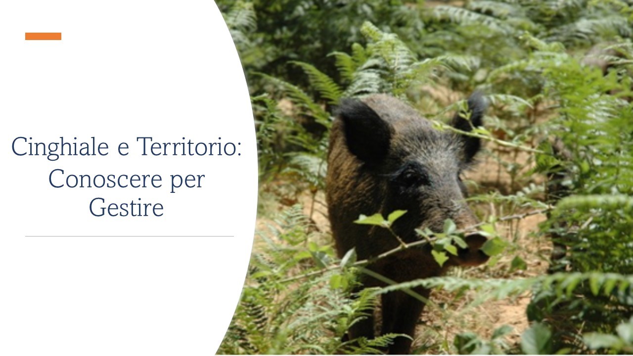 CINGHIALE E TERRITORIO: CONOSCERE PER GESTIRE