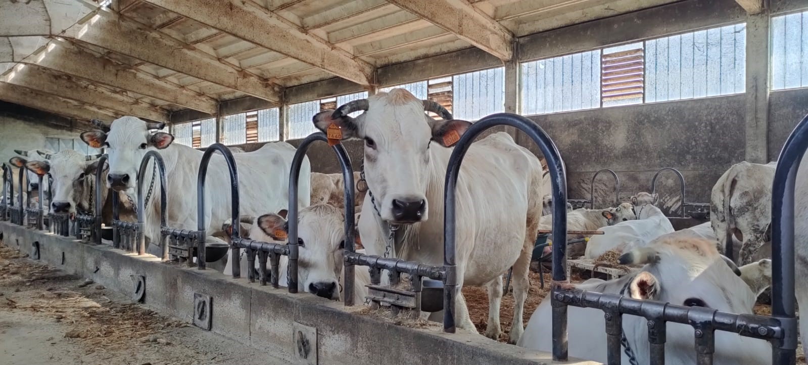 Corso di formazione specialistico Classyfarm per l'applicazione in autocontrollo delle Check List Benessere Animale e Biosicurezza: linea vacca vitello