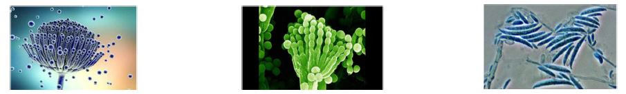 img AGGIORNAMENTO NEI CONTROLLI UFFICIALI NELL'AMBITO DELLE MICOTOSSINE E TOSSINE VEGETALI NATURALI NELLA FILIERA AGRO-ALIMENTARE