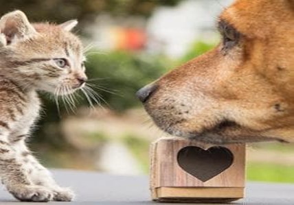 Immagine IL REGISTRO TUMORI ANIMALI IN REGIONE LIGURIA: FACCIAMO IL PUNTO 