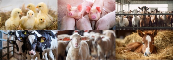 Immagine CONTROLLO DELLE ZOONOSI NEGLI ALLEVAMENTI: DALL'APPROCCIO NORMATIVO ALLA PRATICA OPERATIVA 