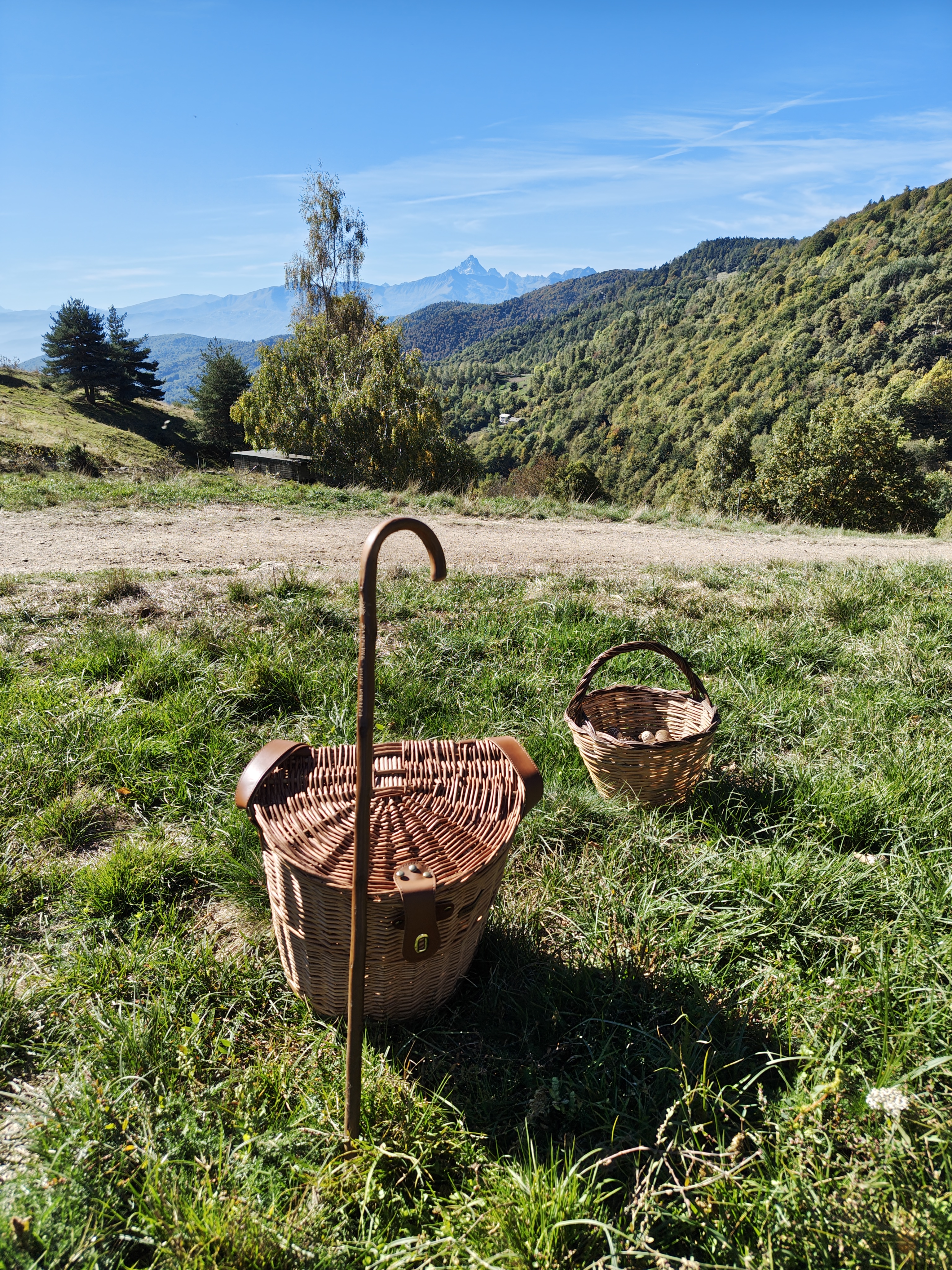 Immagine FUNGHI, SICUREZZA E COMPETENZA 