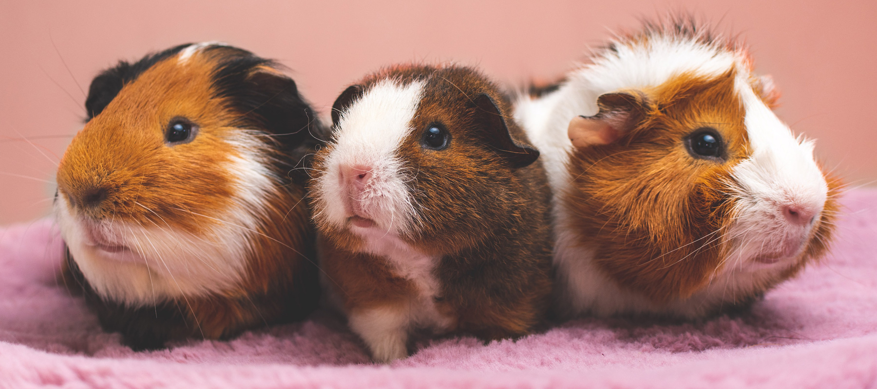 <h3>Mammiferi</h3>
<p><strong>Guinea pig</strong></p>
<div id="gtx-trans" style="position: absolute; left: -20px; top: 13.2px;"> </div>