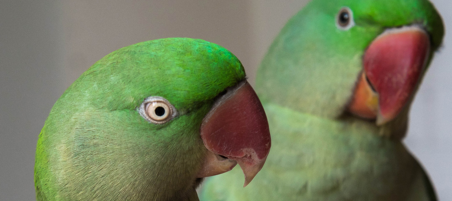 parrocchetto-dal-collare-verde_2.jpg