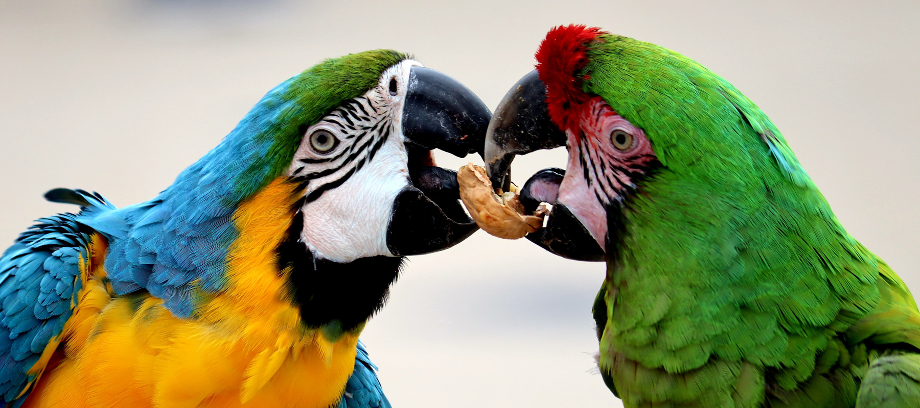 parrots.jpg