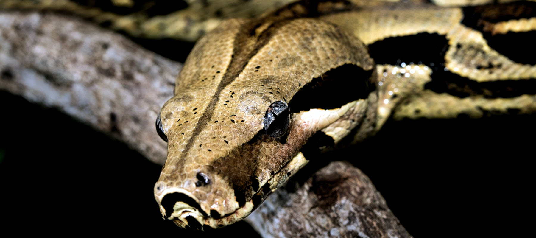 boa constrictor