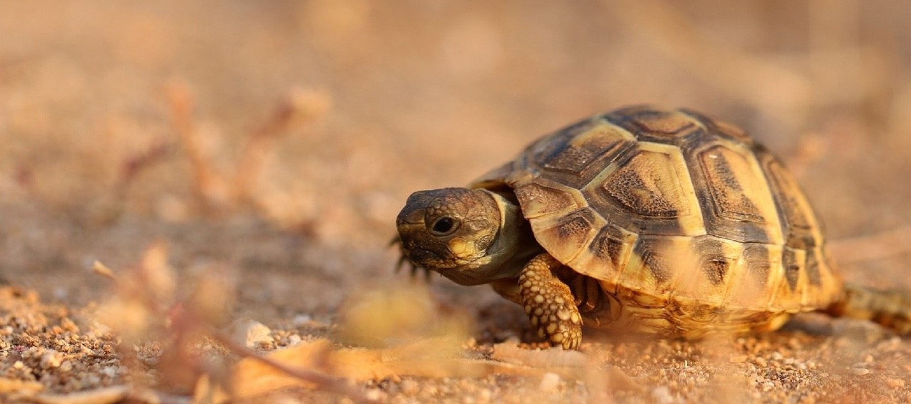 tartaruga di terra