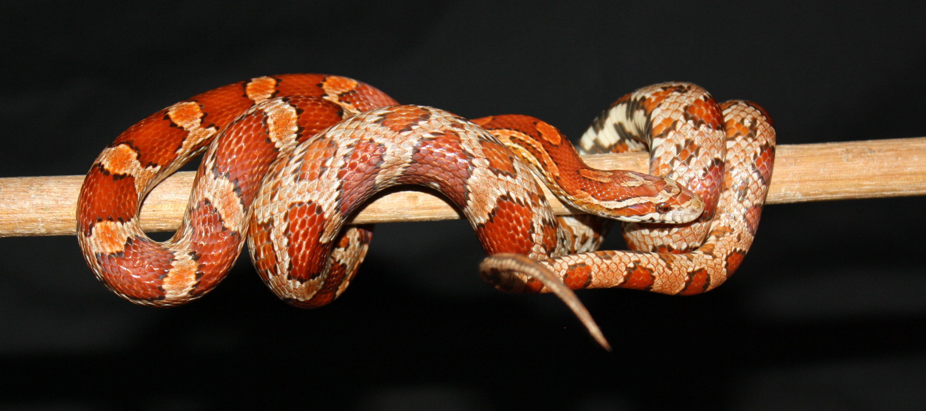 serpente-del-grano.jpg