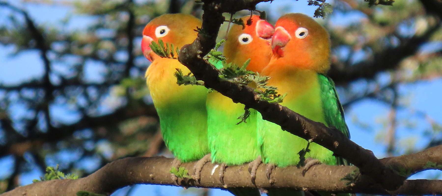 Pappagalli inseparabili