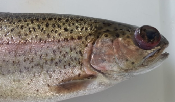 img Immune profiling of rainbow trout (Oncorhynchus mykiss) exposed to Lactococcus garvieae