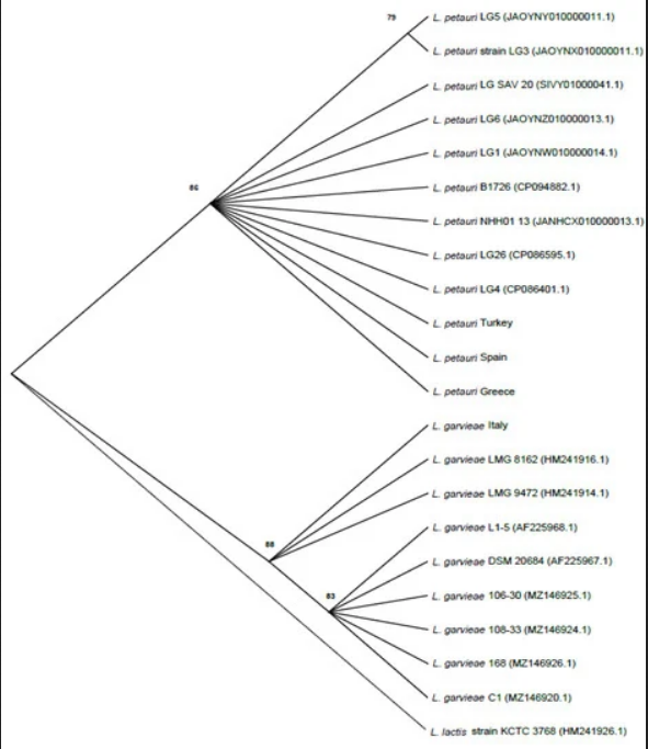 img 16S-23S rRNA Internal Transcribed Spacer Region (ITS) Sequencing
