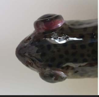 img In field study on immune-genes expression during a lactococcosis outbreak in rainbow trout (Oncorhynchus mykiss)