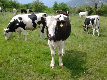 Attività di Ricerca sulla Sorveglianza Sindromica