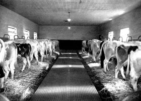 La presenza, all'epoca, di bovini nell'Istituto è poi testimoniata da questo interno di stalla per Bovini Siero-produttori.
