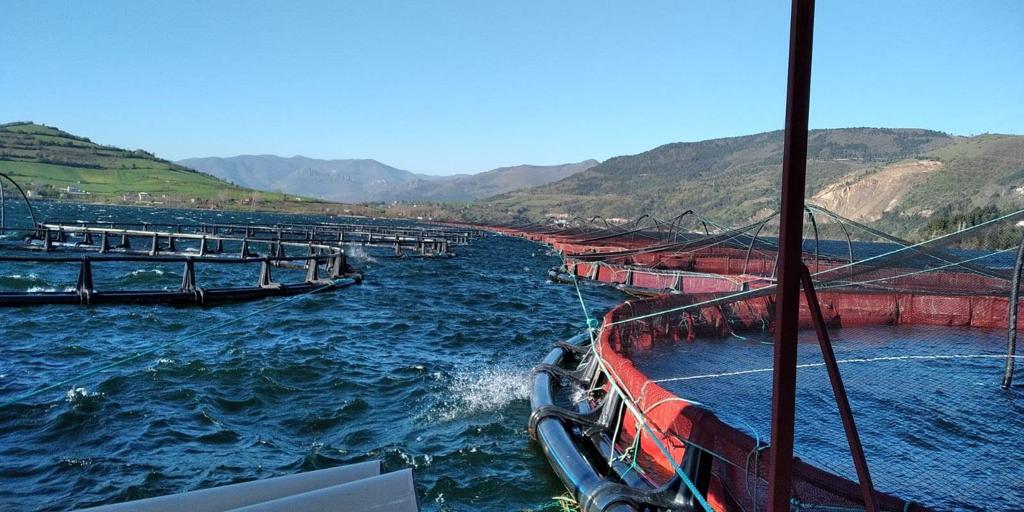 Immagine copertina SuperTrout