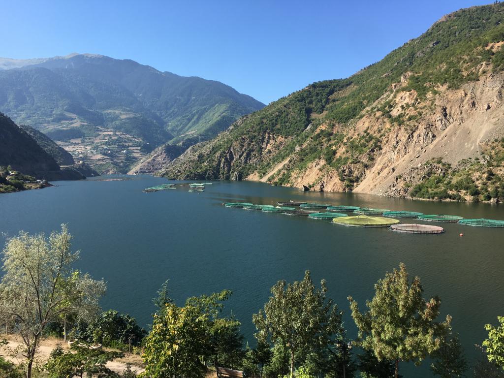 img Pathogenicity of L. garvieae strains isolated from rainbow trout smallscale farming systems in the Mediterranean Area