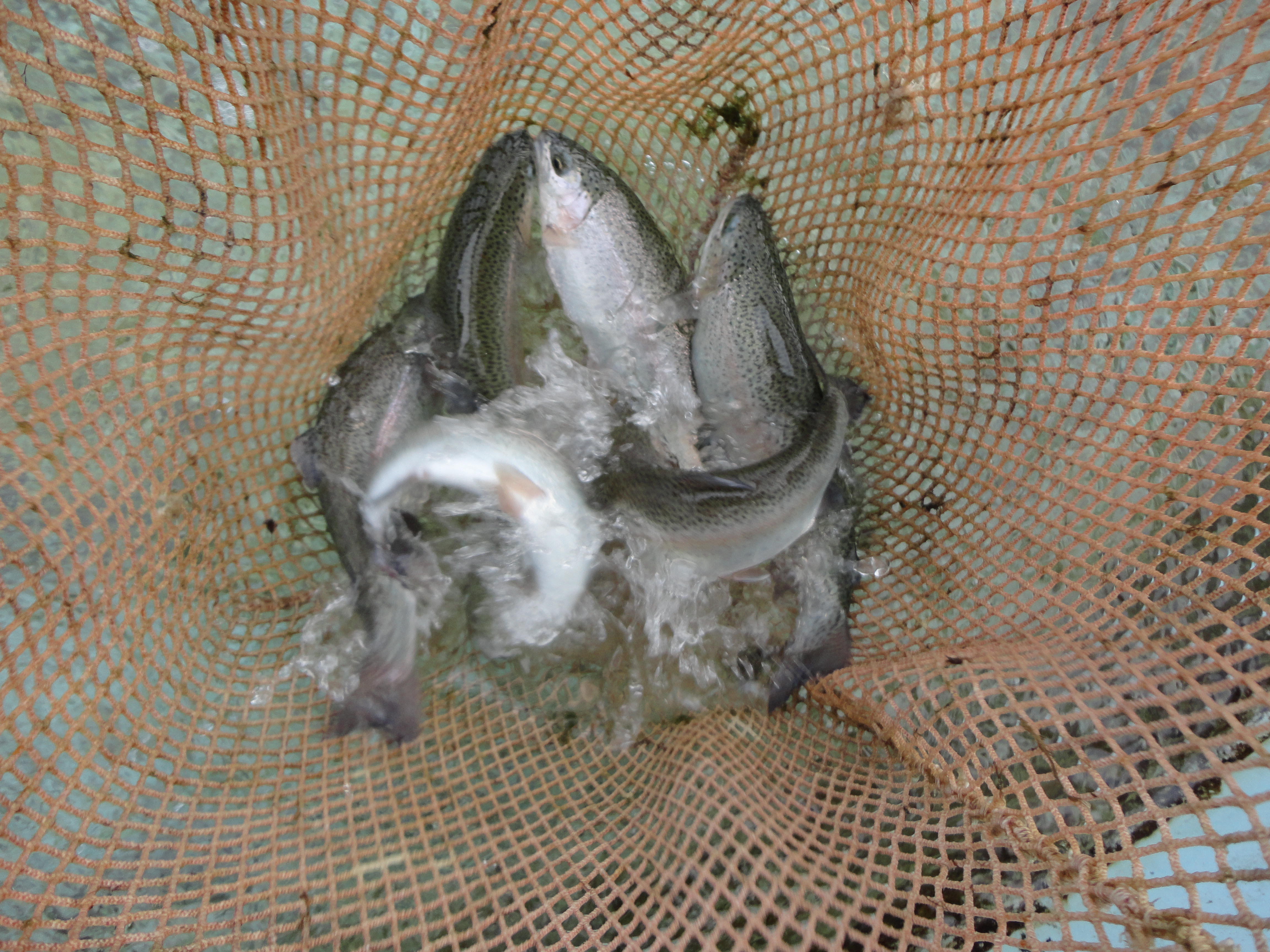 img Lactococcus garvieae: non solo un patogeno delle specie ittiche