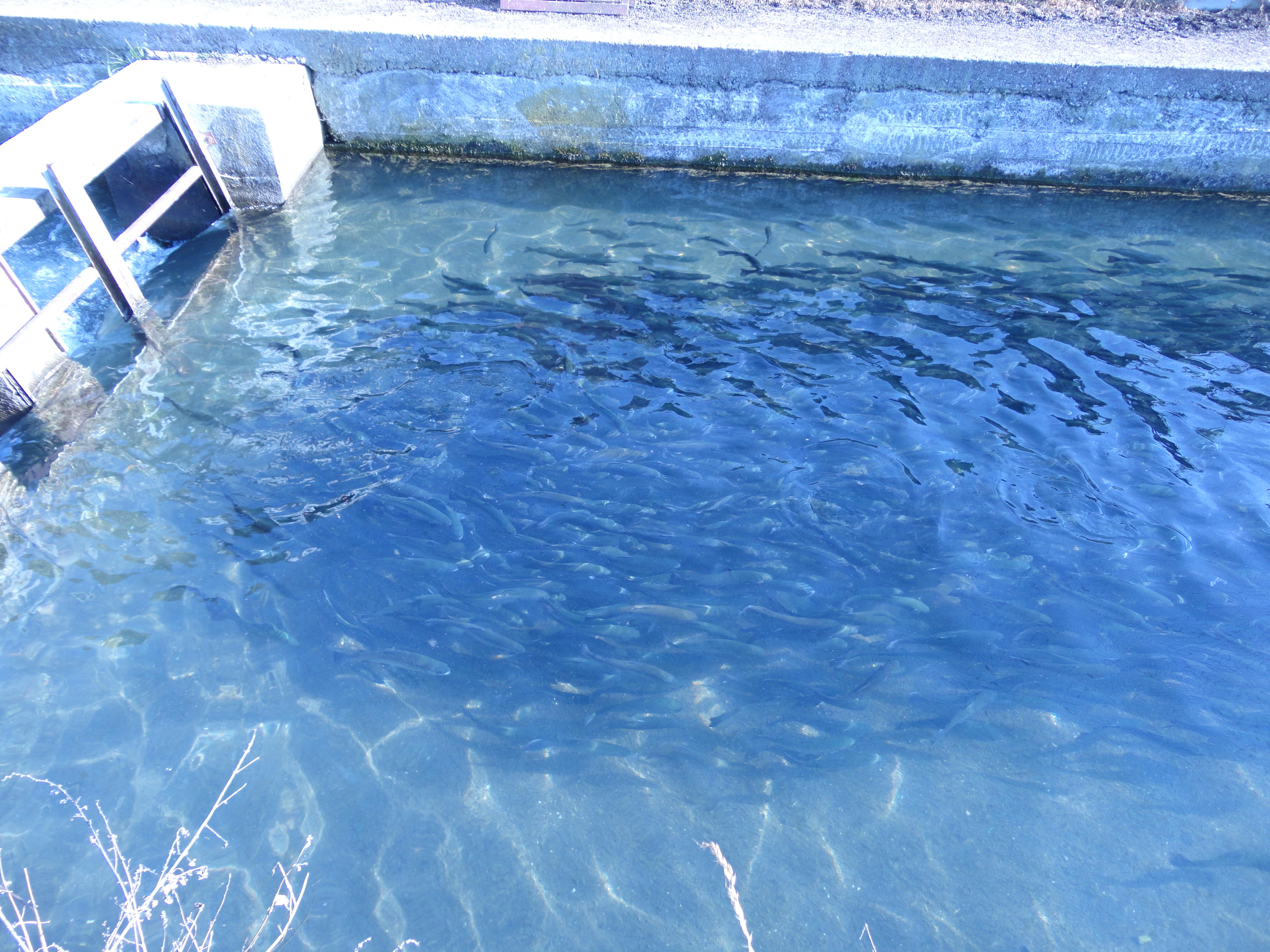 allevamento in grecia