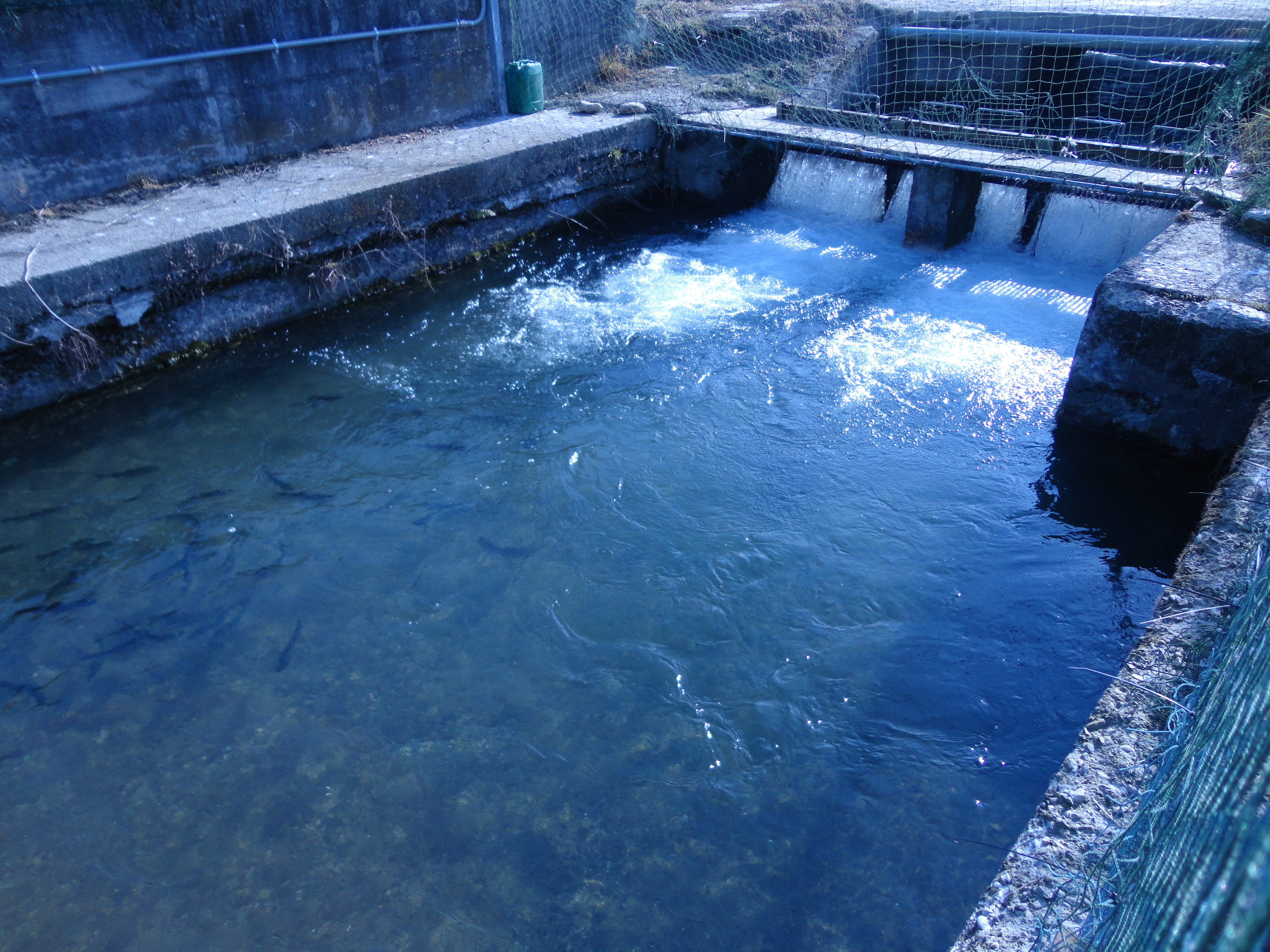 img Il Lactococcus garvieae è un patogeno di origine alimentare?