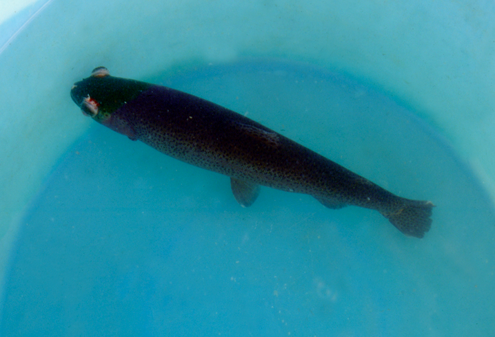 img La risposta della trota iridea (Oncorhynchus mykiss) all’infezione da Lactococcus garvieae 