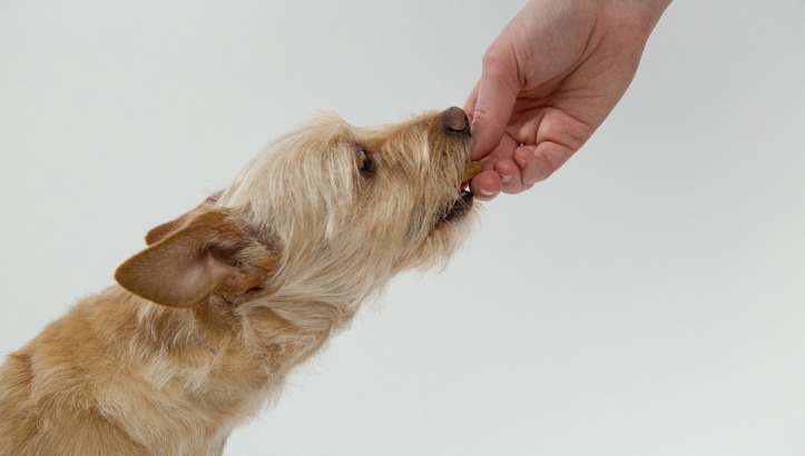 Immagine decorativa cane