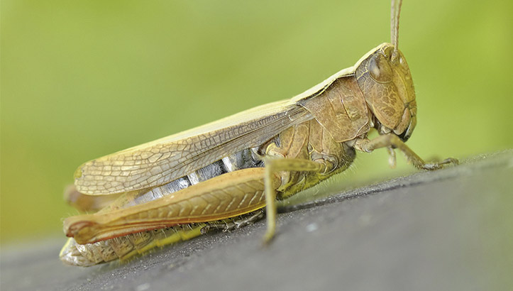 Cavalletta