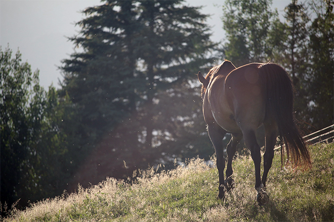 Cavallo d'Aveto