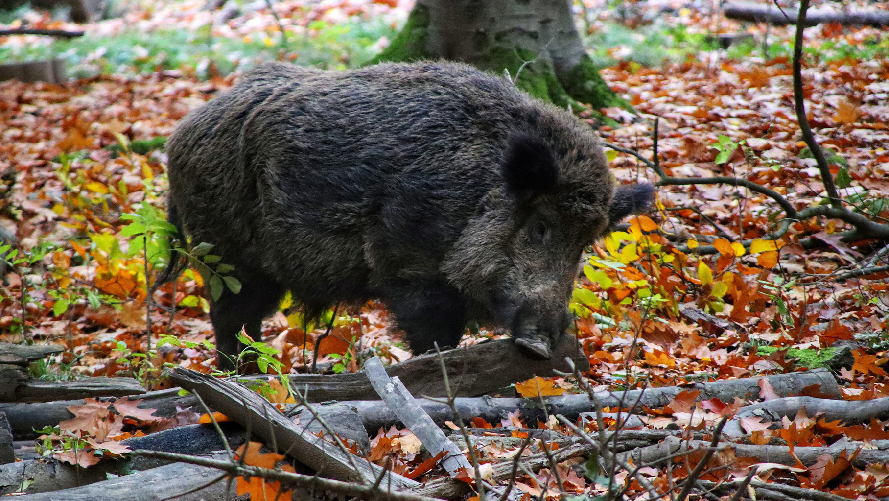 cinghiale in natura