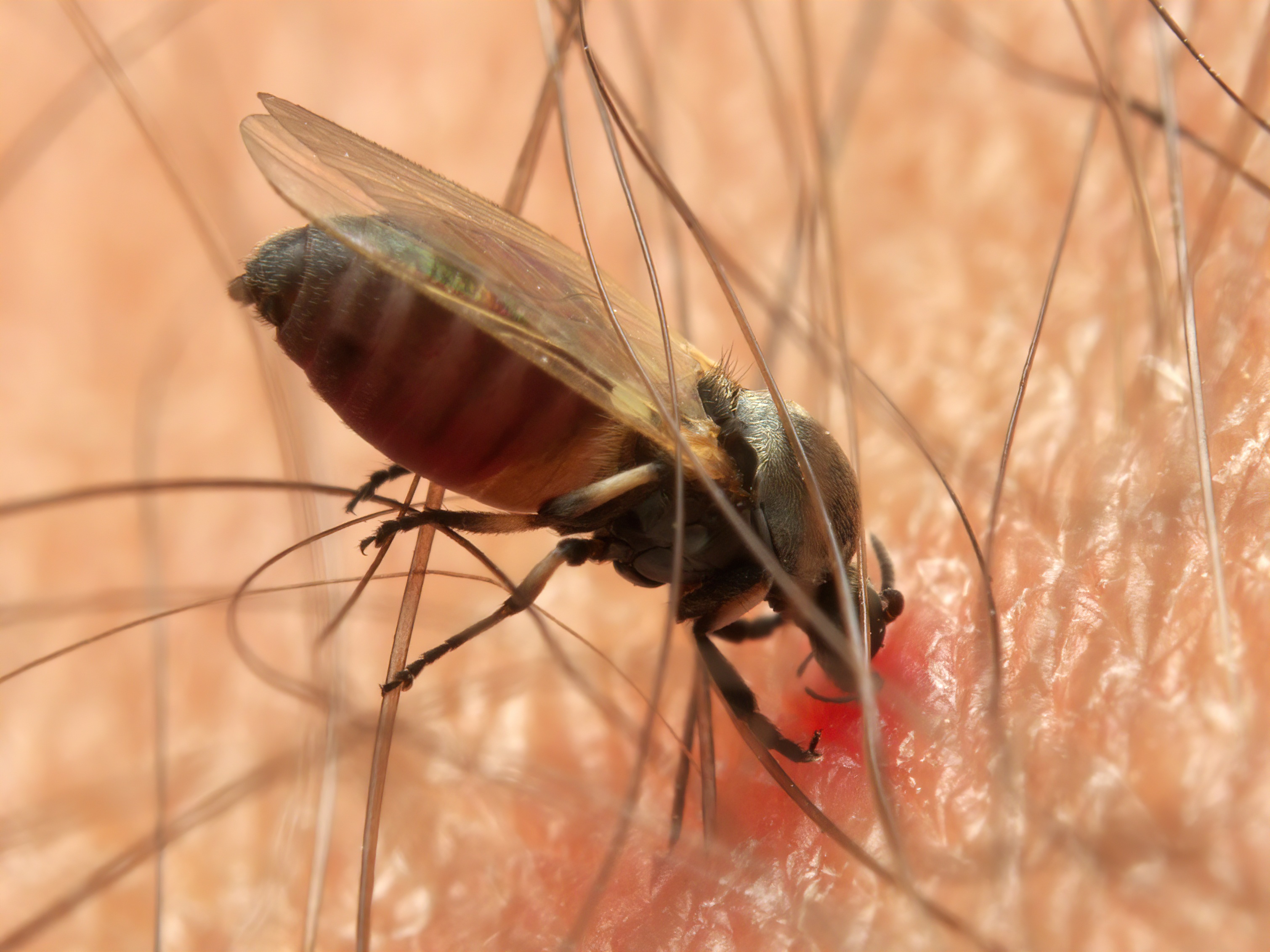 Immagine MORIE DI BOVINI NEL CUNEESE CAUSATE DA PROBABILI ATTACCHI DI SIMULIDI 