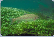 img Reproductive performance of rainbow trout (Oncorhynchus mykis) associated to the MHC-IIB gene
