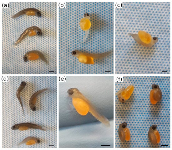 img Matings Between Individuals with Similar Major Histocompatibility Complex (MHC) Improve Offspring Survival in the Rainbow Trout (Oncorhynchus mykiss)