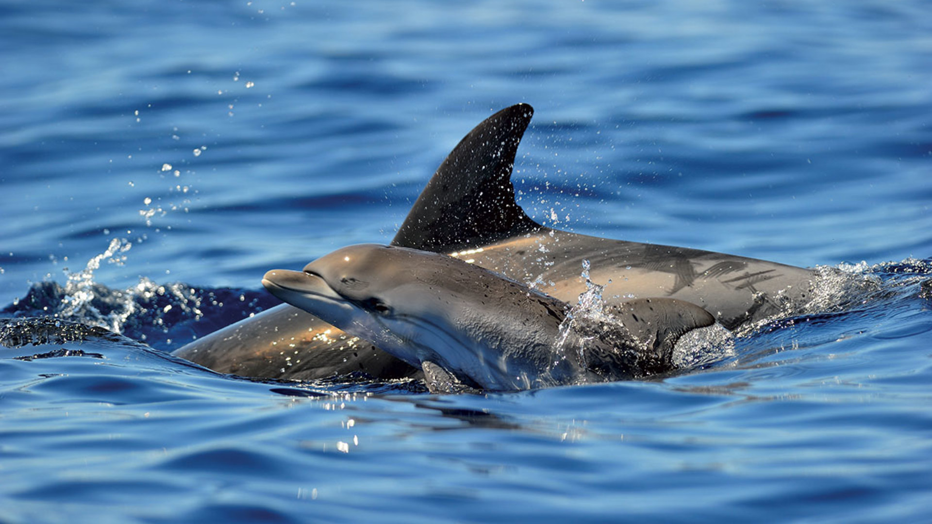 Cetacei e interazione con la pesca, le nuove frontiere