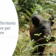 CINGHIALE E TERRITORIO: CONOSCERE PER GESTIRE